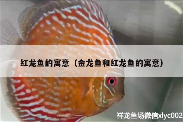 紅龍魚的寓意（金龍魚和紅龍魚的寓意）