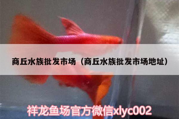 商丘水族批發(fā)市場(chǎng)（商丘水族批發(fā)市場(chǎng)地址） 觀賞魚(yú)水族批發(fā)市場(chǎng)