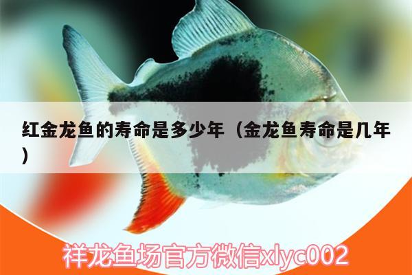 紅金龍魚(yú)的壽命是多少年（金龍魚(yú)壽命是幾年） 斑馬狗頭魚(yú)