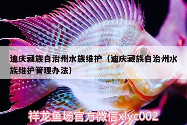 迪慶藏族自治州水族維護(hù)（迪慶藏族自治州水族維護(hù)管理辦法） 熊貓異形魚L46