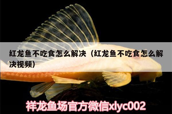 紅龍魚不吃食怎么解決（紅龍魚不吃食怎么解決視頻）