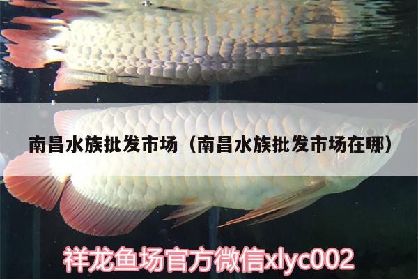 南昌水族批發(fā)市場（南昌水族批發(fā)市場在哪） 觀賞魚水族批發(fā)市場