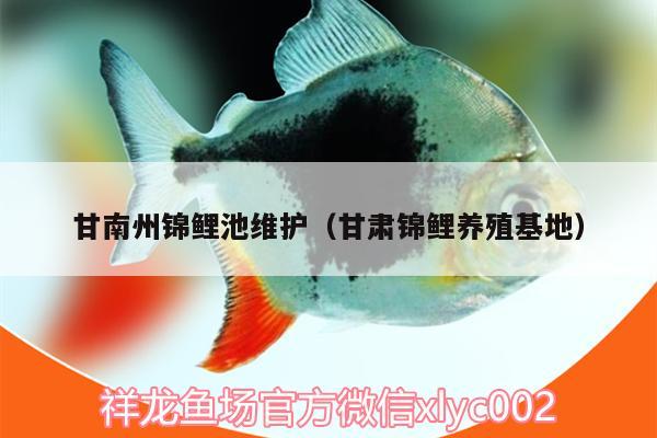 甘南州錦鯉池維護(hù)（甘肅錦鯉養(yǎng)殖基地） 三間鼠魚