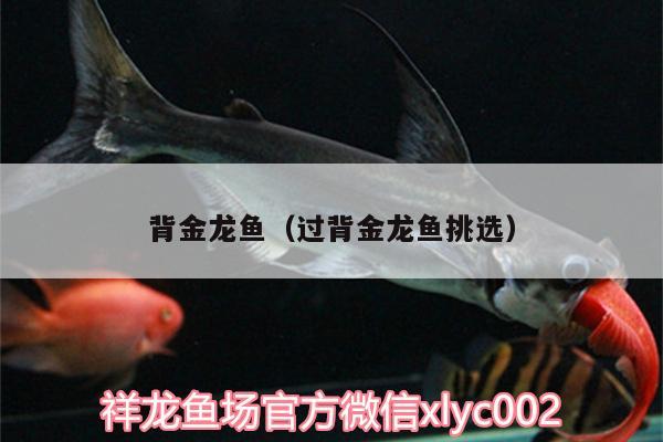 背金龍魚(yú)（過(guò)背金龍魚(yú)挑選）