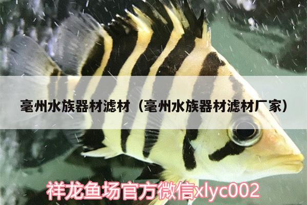 毫州水族器材濾材（毫州水族器材濾材廠家） 奈及利亞紅圓點狗頭 第2張