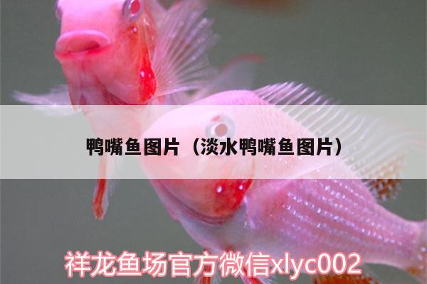 鴨嘴魚(yú)圖片（淡水鴨嘴魚(yú)圖片） 委內(nèi)瑞拉奧里諾三間魚(yú)苗