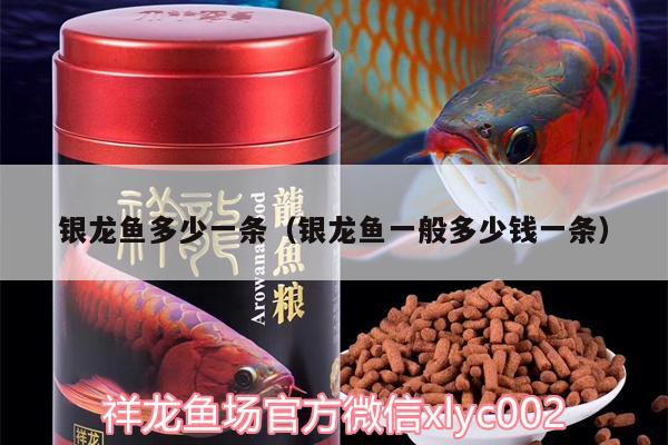 銀龍魚多少一條（銀龍魚一般多少錢一條）