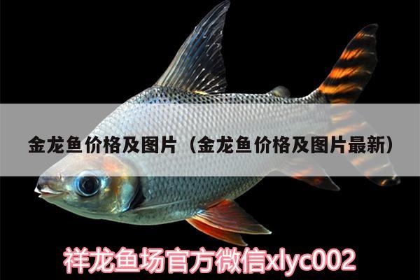 金龍魚價格及圖片（金龍魚價格及圖片最新）