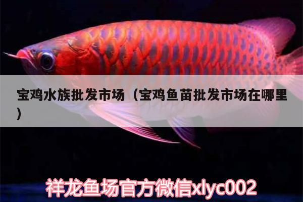 寶雞水族批發(fā)市場（寶雞魚苗批發(fā)市場在哪里）