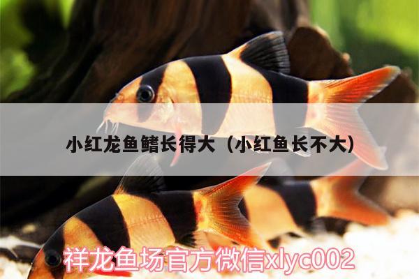 小紅龍魚鰭長得大（小紅魚長不大）