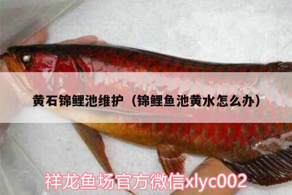 黃石錦鯉池維護（錦鯉魚池黃水怎么辦） 金三間魚