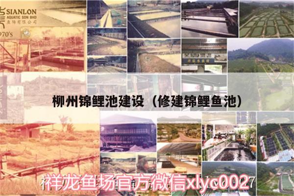 柳州錦鯉池建設(shè)（修建錦鯉魚池） 金頭過背金龍魚