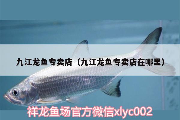 九江龍魚專賣店（九江龍魚專賣店在哪里） 金龍魚百科