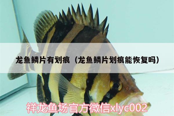 龍魚(yú)鱗片有劃痕（龍魚(yú)鱗片劃痕能恢復(fù)嗎）