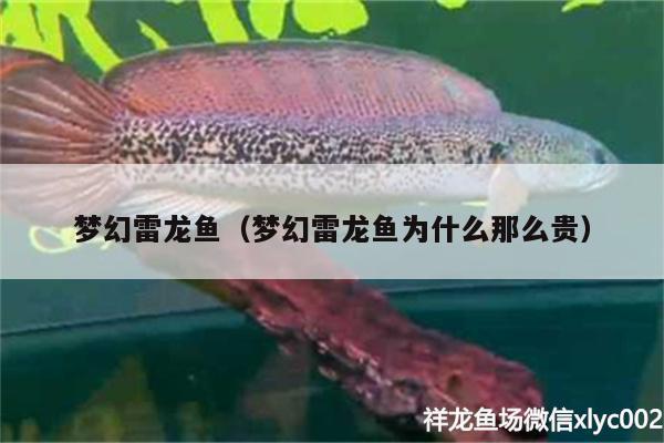 夢幻雷龍魚（夢幻雷龍魚為什么那么貴）