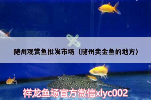 隨州觀賞魚批發(fā)市場(chǎng)（隨州賣金魚的地方）