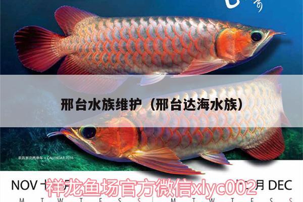 邢臺(tái)水族維護(hù)（邢臺(tái)達(dá)海水族）