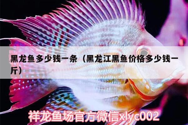 黑龍魚多少錢一條（黑龍江黑魚價(jià)格多少錢一斤） 純血皇冠黑白魟魚