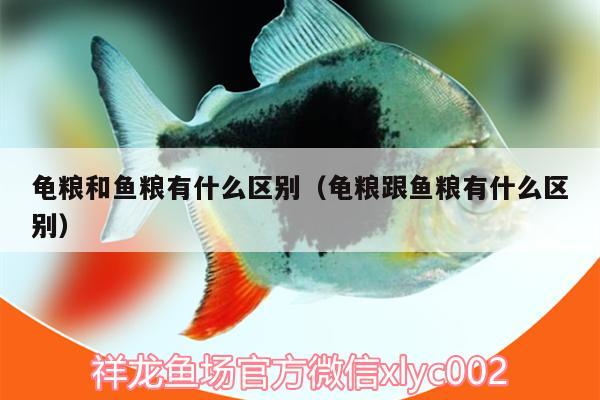 龜糧和魚糧有什么區(qū)別（龜糧跟魚糧有什么區(qū)別） 烏龜