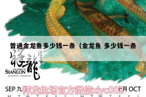 普通金龍魚多少錢一條（金龍魚多少錢一條）