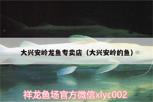 大興安嶺龍魚(yú)專賣(mài)店（大興安嶺的魚(yú)）