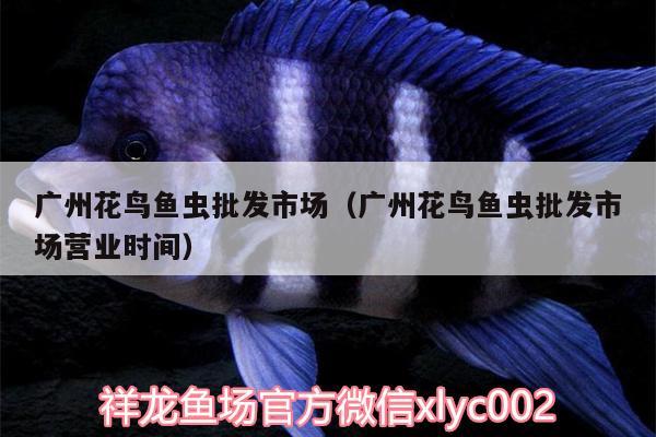 廣州花鳥魚蟲批發(fā)市場(chǎng)（廣州花鳥魚蟲批發(fā)市場(chǎng)營(yíng)業(yè)時(shí)間） 廣州觀賞魚批發(fā)市場(chǎng)