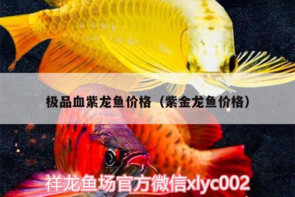 極品血紫龍魚價格（紫金龍魚價格） 女王大帆魚苗 第2張