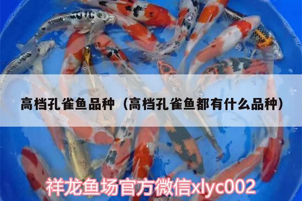 高檔孔雀魚品種（高檔孔雀魚都有什么品種） 龍鳳鯉魚