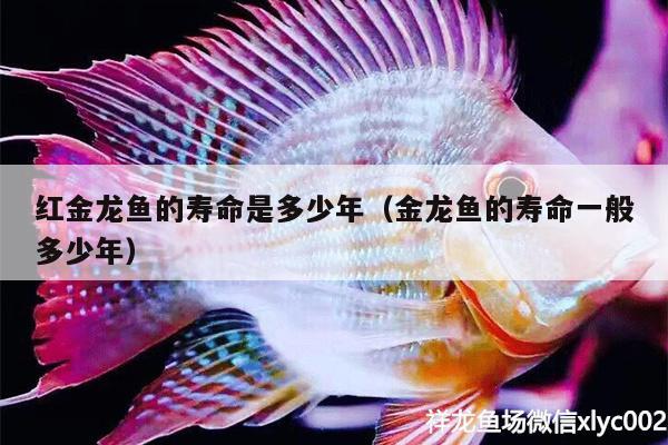 紅金龍魚的壽命是多少年（金龍魚的壽命一般多少年）