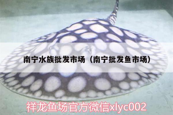 南寧水族批發(fā)市場（南寧批發(fā)魚市場） 觀賞魚水族批發(fā)市場