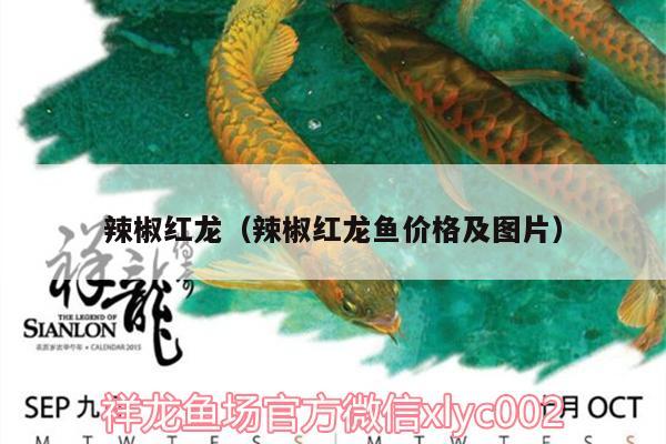 辣椒紅龍（辣椒紅龍魚價(jià)格及圖片） 過背金龍魚