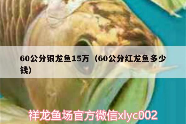 60公分銀龍魚(yú)15萬(wàn)（60公分紅龍魚(yú)多少錢(qián)） 銀龍魚(yú)百科