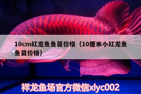 10cm紅龍魚魚苗價格（10厘米小紅龍魚魚苗價格） 月光鴨嘴魚