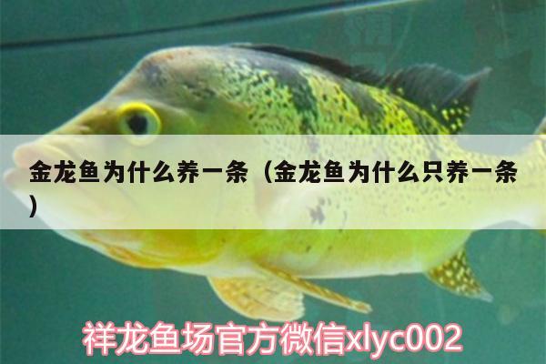 金龍魚為什么養(yǎng)一條（金龍魚為什么只養(yǎng)一條） 紅老虎魚