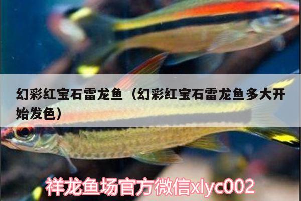 幻彩紅寶石雷龍魚（幻彩紅寶石雷龍魚多大開始發(fā)色）