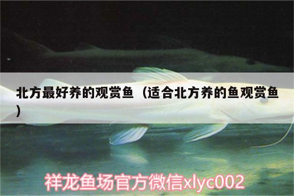 北方最好養(yǎng)的觀賞魚（適合北方養(yǎng)的魚觀賞魚） 玫瑰銀版魚