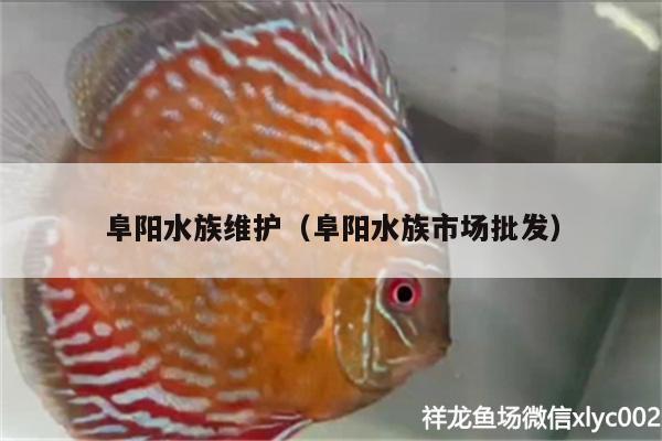 阜陽(yáng)水族維護(hù)（阜陽(yáng)水族市場(chǎng)批發(fā)） 魚缸凈水劑