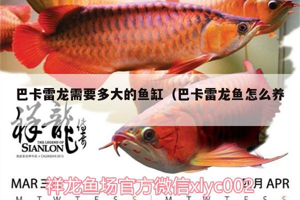 巴卡雷龍需要多大的魚缸（巴卡雷龍魚怎么養(yǎng)） 巴卡雷龍魚