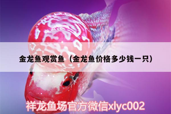 金龍魚觀賞魚（金龍魚價(jià)格多少錢一只）