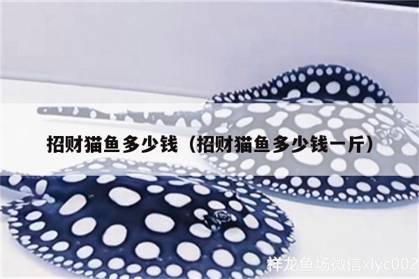 招財(cái)貓魚多少錢（招財(cái)貓魚多少錢一斤） 白子銀龍魚苗