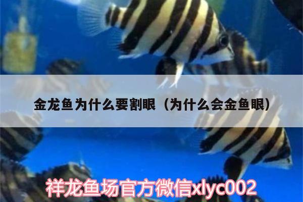 金龍魚為什么要割眼（為什么會(huì)金魚眼） 短身紅龍魚