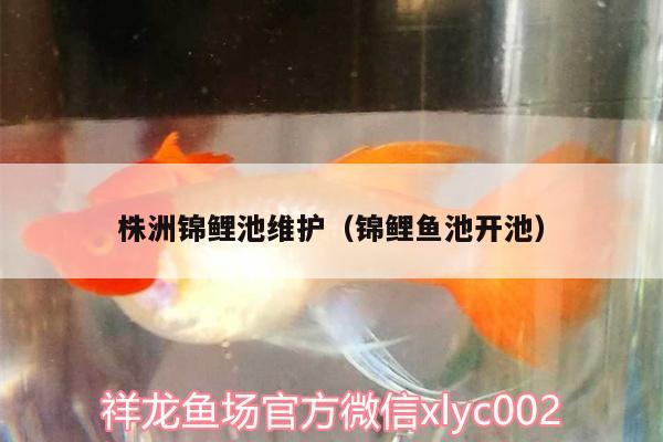 株洲錦鯉池維護(hù)（錦鯉魚池開池）