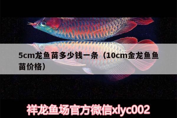 5cm龍魚苗多少錢一條（10cm金龍魚魚苗價格）