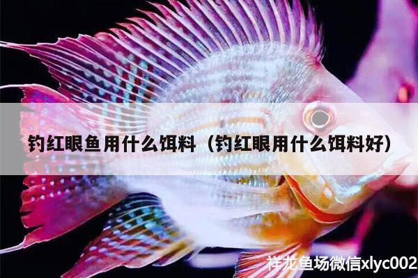 釣紅眼魚用什么餌料（釣紅眼用什么餌料好） 垂釣樂園