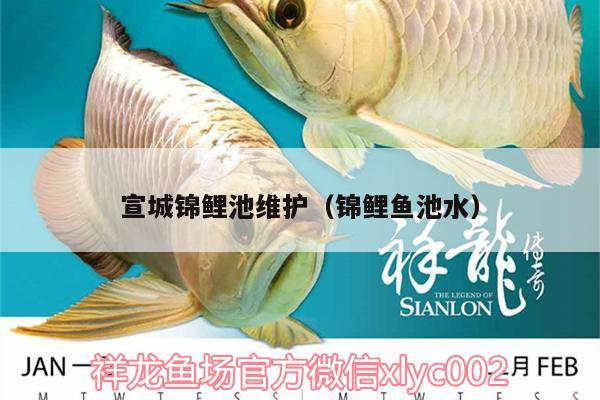 宣城錦鯉池維護(hù)（錦鯉魚池水） 水族用品