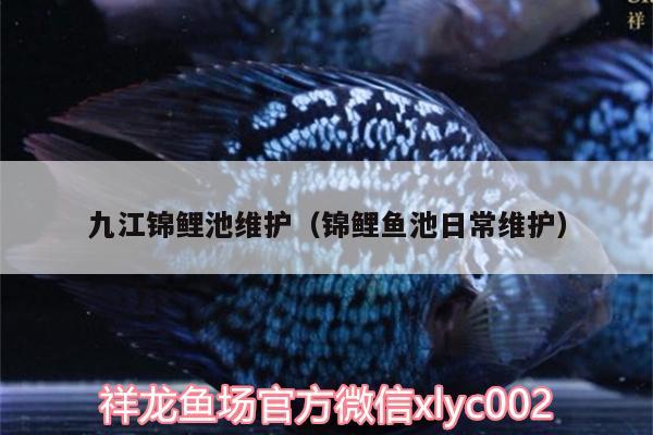 九江錦鯉池維護（錦鯉魚池日常維護） 藍底過背金龍魚