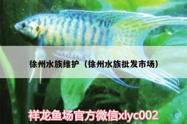 徐州水族維護（徐州水族批發(fā)市場） 觀賞魚水族批發(fā)市場 第3張