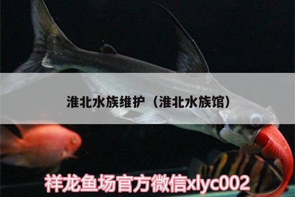 淮北水族維護(hù)（淮北水族館）