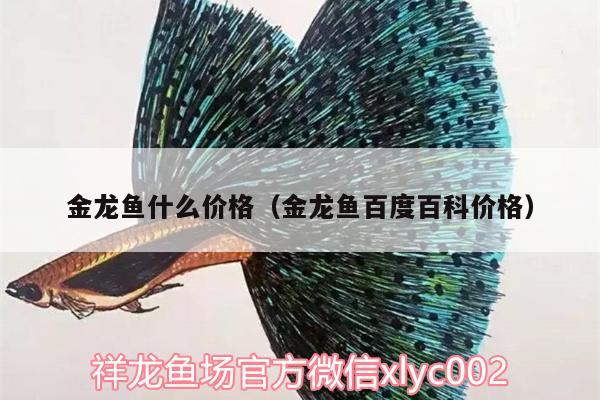 金龍魚什么價格（金龍魚百度百科價格）