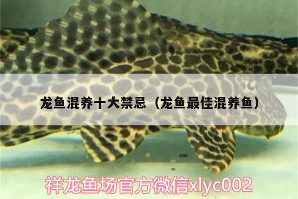 龍魚混養(yǎng)十大禁忌（龍魚最佳混養(yǎng)魚）